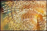 Graphisme d'un spirographe   L'Escampobariou