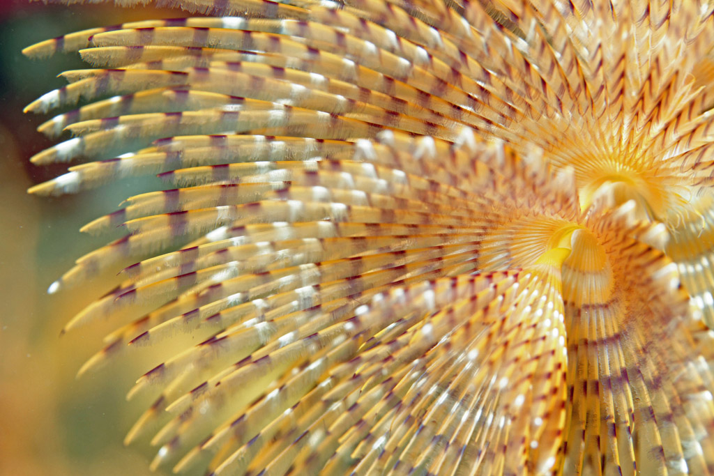 Graphisme d'un spirographe   L'Escampobariou
