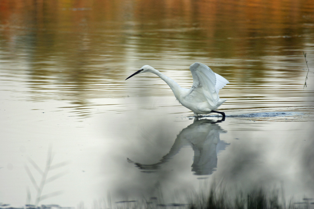 Aigrette garzette 2   La Capelière
