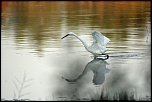 Oiseaux d'eau