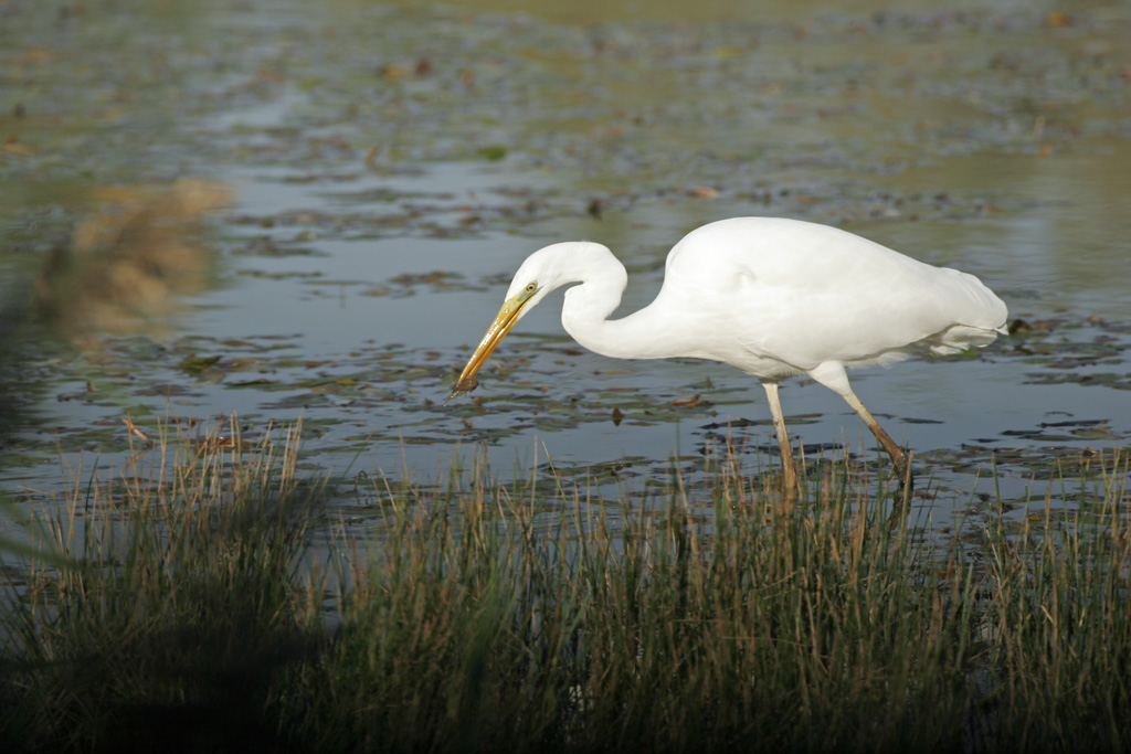 Grande aigrette   La Capelière