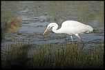 Grande aigrette   La Capelière