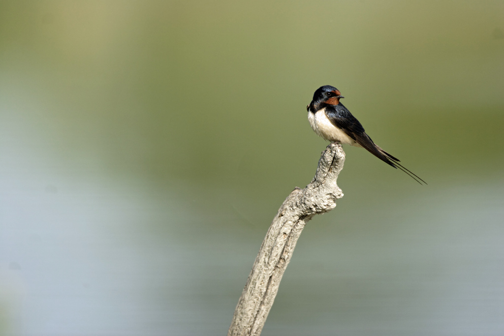 Hirondelle rustique   La Capelière