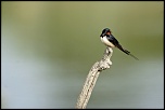 Hirondelle rustique   La Capelière