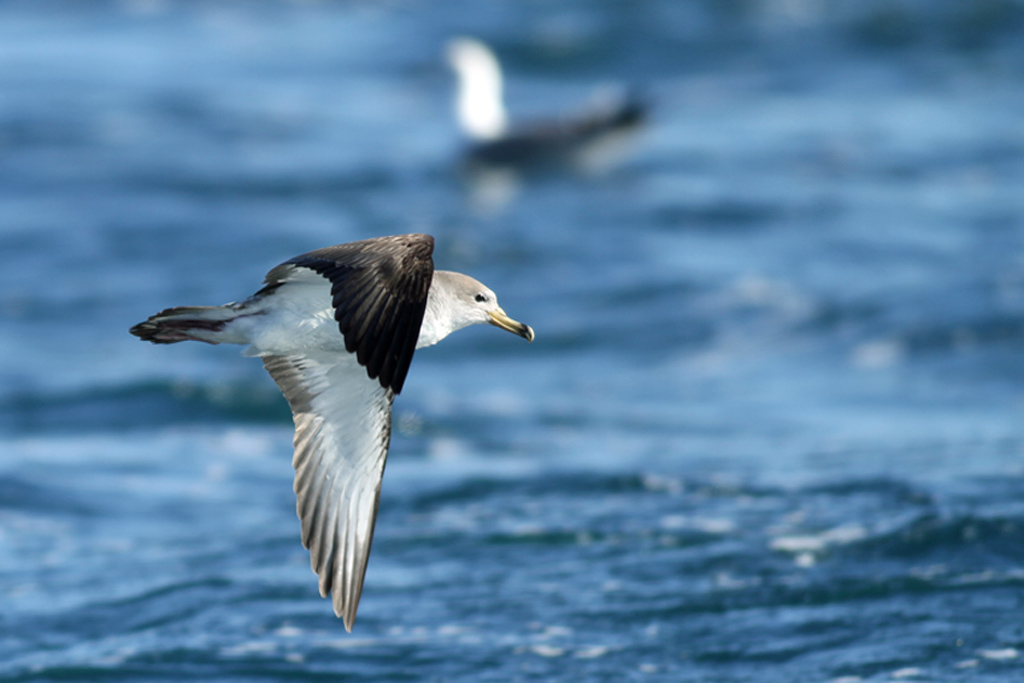 Puffin cendré 2