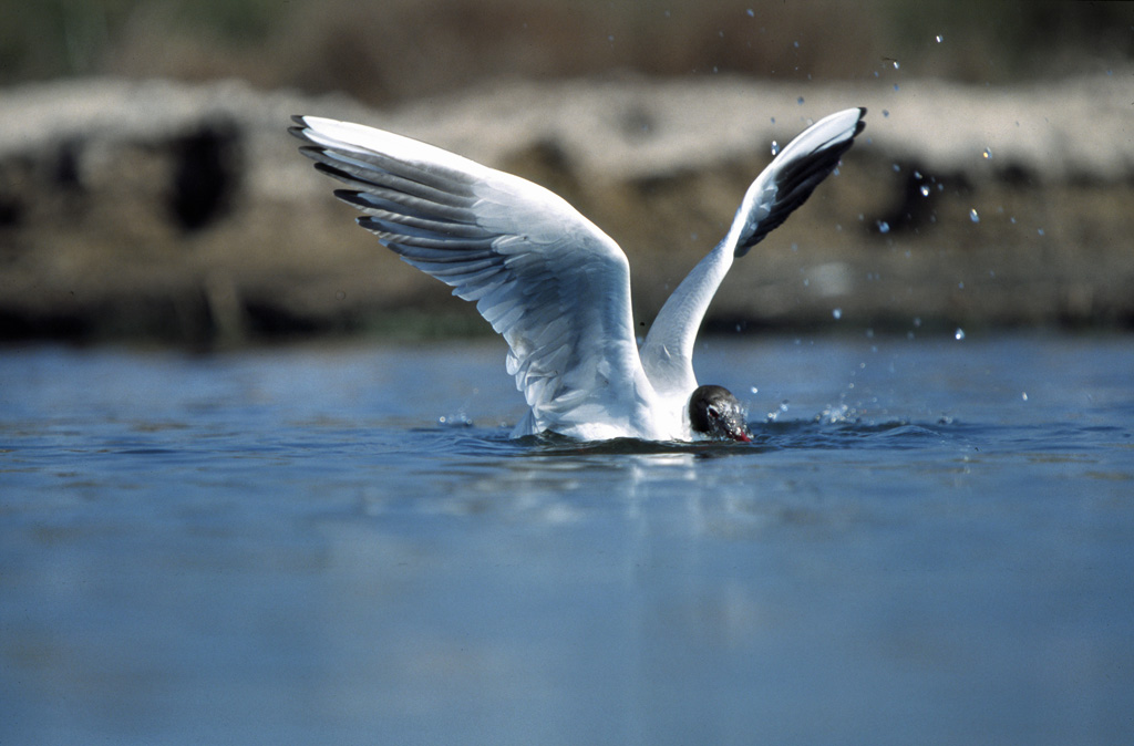 Mouette rieuse   Etang de Vaccarès