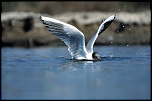 Mouette rieuse   Etang de Vaccarès