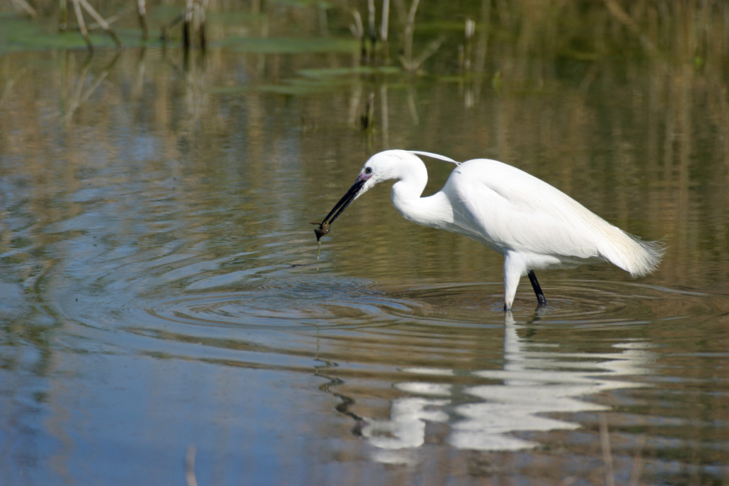 Aigrette garzette 1   La Capelière