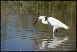 Aigrette garzette 1   La Capelière