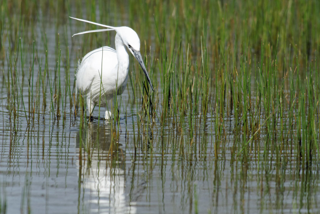 Aigrette garzette 3   La Capelière