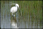 Aigrette garzette 3   La Capelière