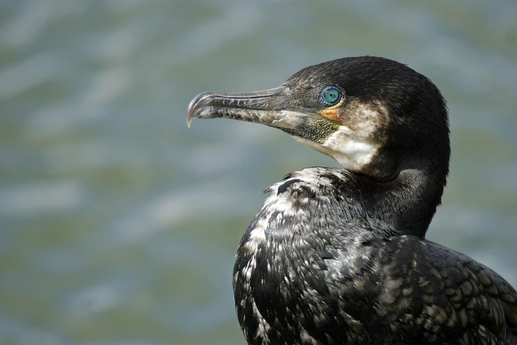 Grand cormoran   Parc animalier de Sainte Croix