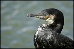 Grand cormoran   Parc animalier de Sainte Croix