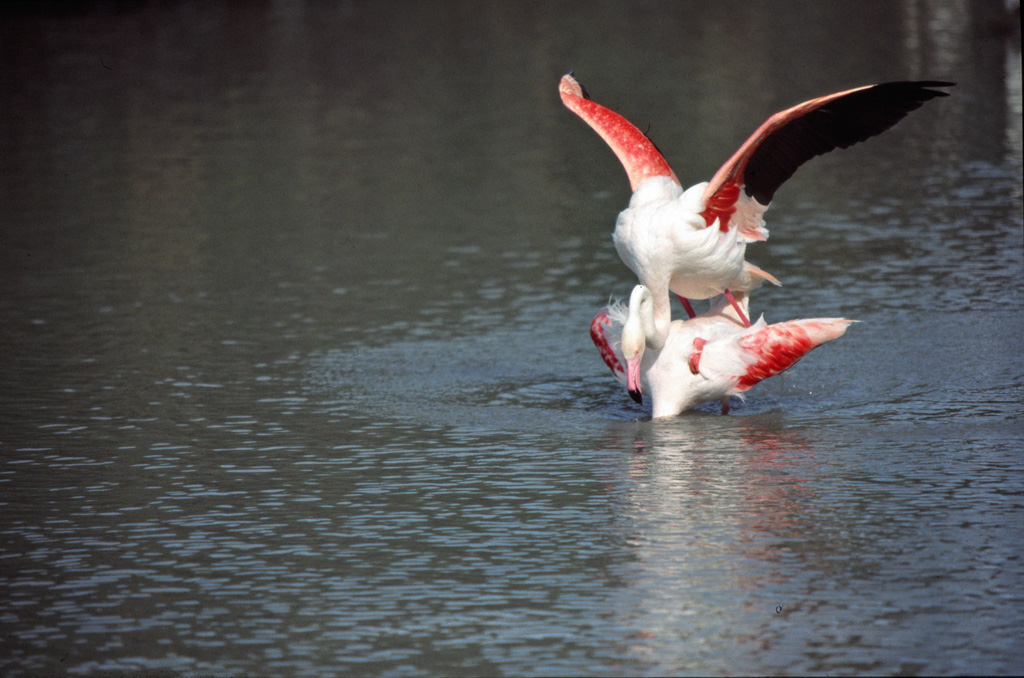 Flamant rose   Pont de Gau