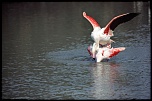 Flamant rose   Pont de Gau