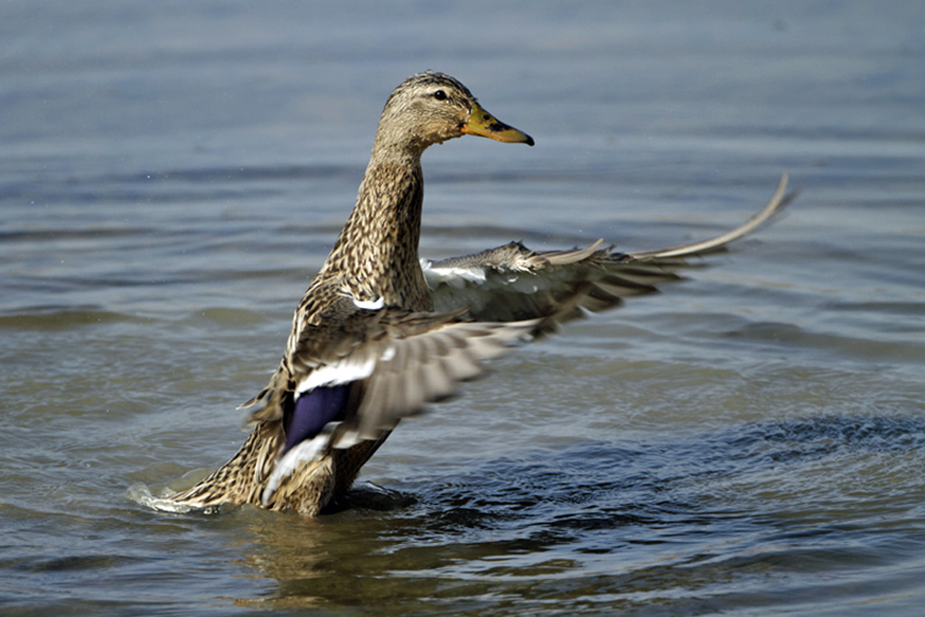 Colvert femelle   La Capelière