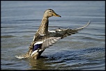 Colvert femelle   La Capelière