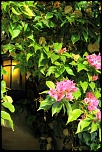 JLN 0975 SMALL