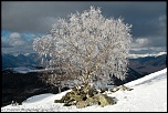 Arbre en neige
