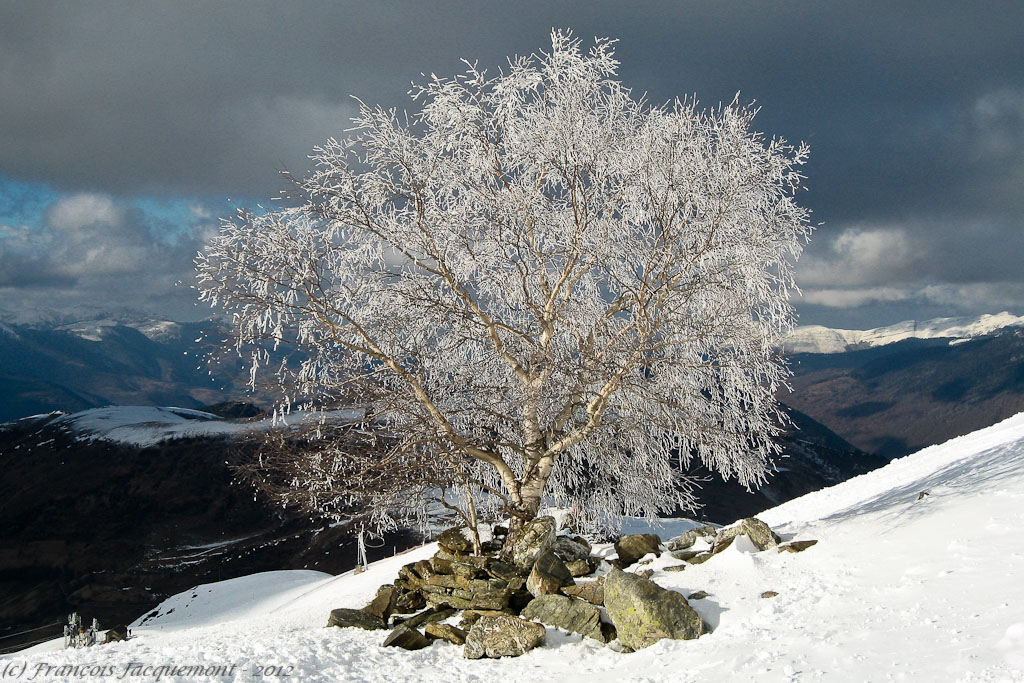 Arbre en neige