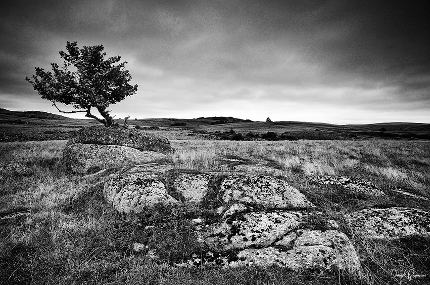 L'arbre d'Aubrac