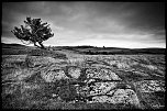 L'arbre d'Aubrac