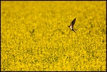 une tite nouvelle-en-chasse-...hirondelle-rustique..jpg