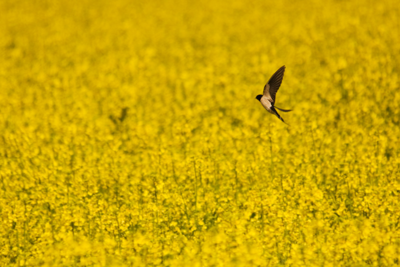 une tite nouvelle-en-chasse-...hirondelle-rustique..jpg