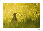 une tite nouvelle-bondree-apivore-bis-mai-2012.jpg