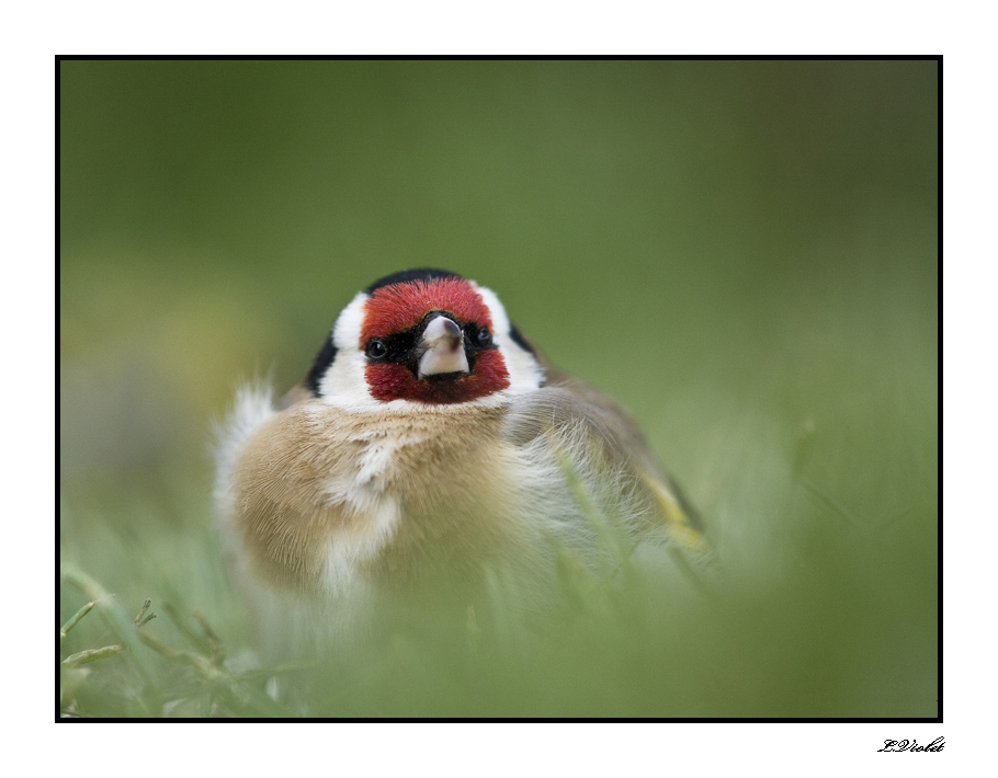 une tite nouvelle-chardonneret-elegant-2011.jpg