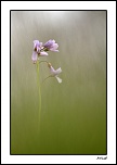 une tite nouvelle-cardamine-2012-web.jpg