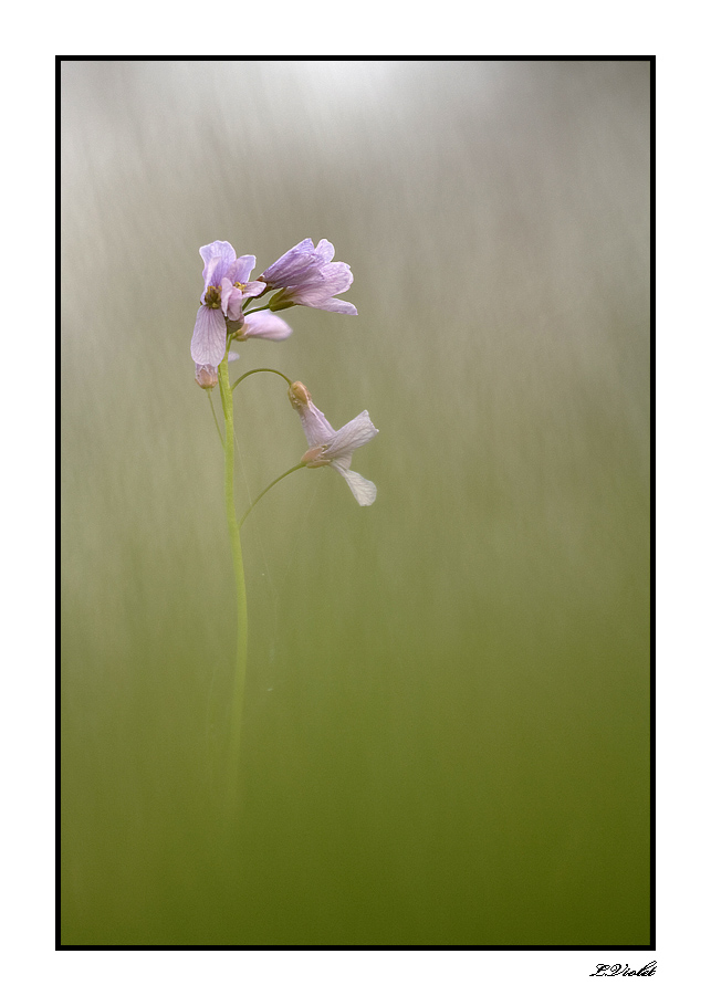 une tite nouvelle-cardamine-2012-web.jpg