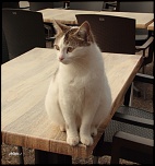 chat de bar