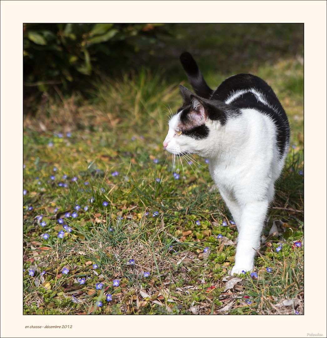 la qualite d&#39;image-en-chasse.jpg