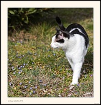 la qualite d&#39;image-en-chasse.jpg