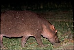La garantie-hippo.jpg