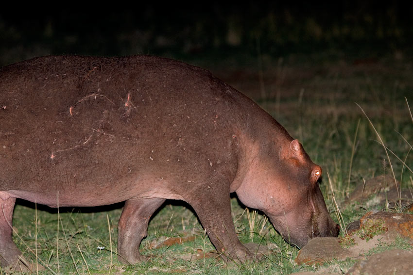 La garantie-hippo.jpg