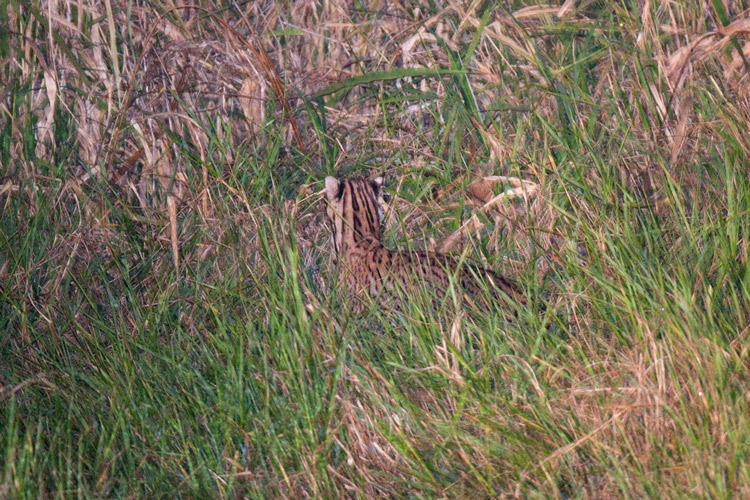La garantie-ocelot_ve094795.jpg