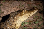 La garantie-caiman_ve093312.jpg