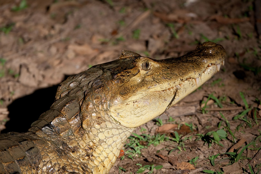 La garantie-caiman_ve093312.jpg