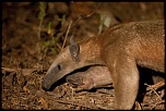 La garantie-tamandua_ve092775.jpg