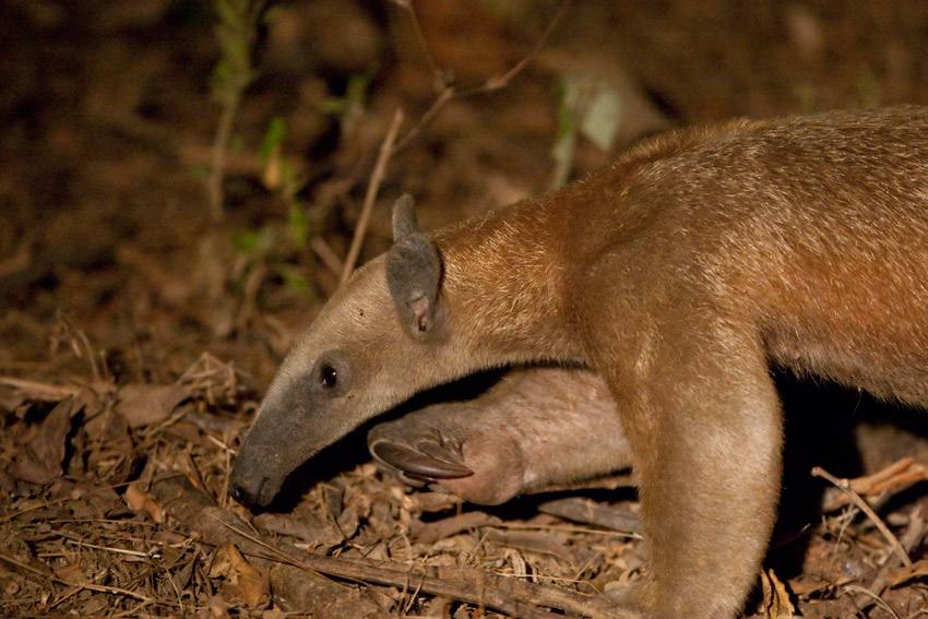 La garantie-tamandua_ve092775.jpg