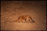 La garantie-tamandua_img_1058.jpg