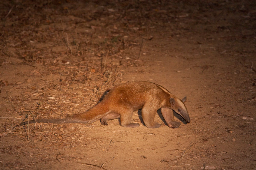 La garantie-tamandua_img_1058.jpg