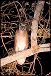 La garantie-savacou_img_1072.jpg
