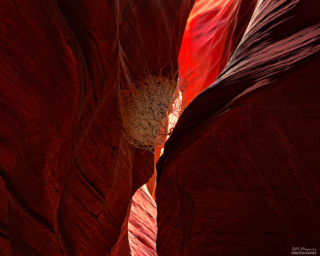 La garantie-antelope10.jpg
