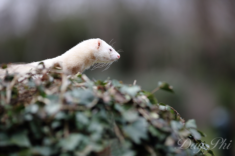Ben bientot je vais pouvoir mitrailler-furet-4-avril-2013-6.jpg