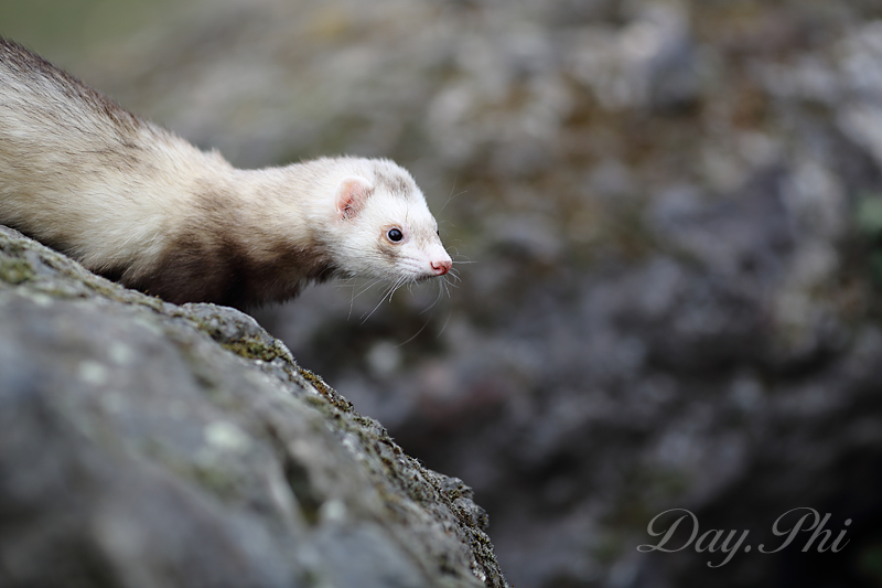 Ben bientot je vais pouvoir mitrailler-furet-4-avril-2013-5.jpg