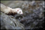 Ben bientot je vais pouvoir mitrailler-furet-4-avril-2013-5.jpg