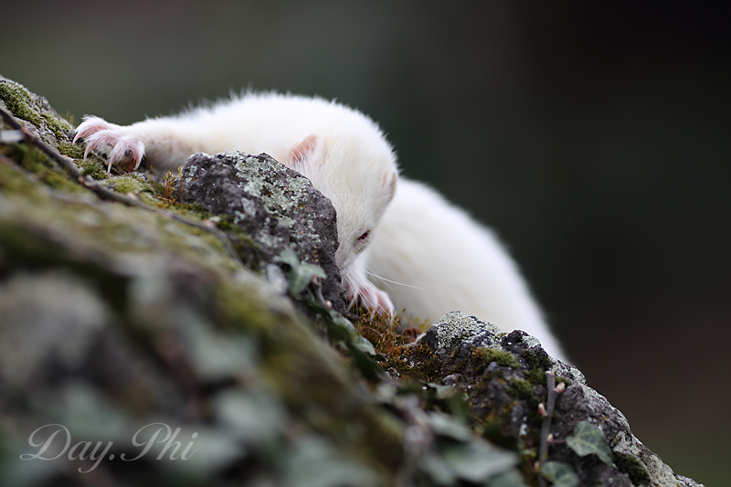 Ben bientot je vais pouvoir mitrailler-furet-4-avril-2013-33.jpg